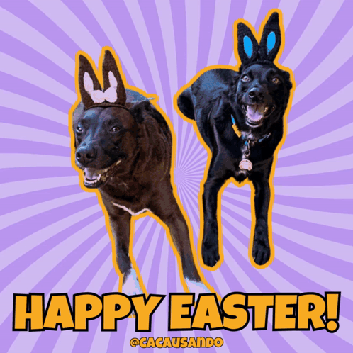 Two Dogs With Bunny Ears Happy Easter