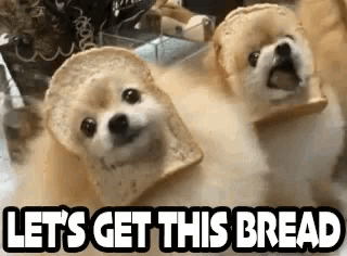Two Dogs With Slices Of Bread On Their Heads . GIF