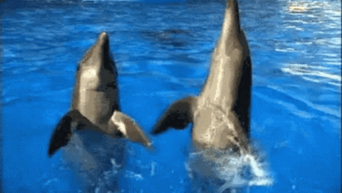 Two Dolphins Are Jumping Out Of The Water And Looking Up GIF