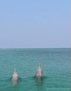 Two Dolphins Are Jumping Out Of The Water With The Words Headlikeanorange Below Them GIF