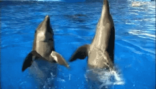 Two Dolphins Are Playing In The Water And Looking At The Camera GIF