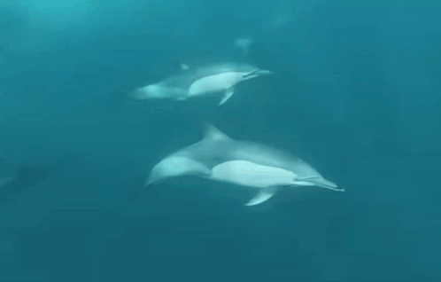 Two Dolphins Swimming