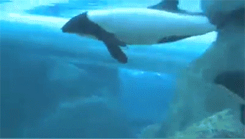 Two Dolphins Swimming In Water GIF