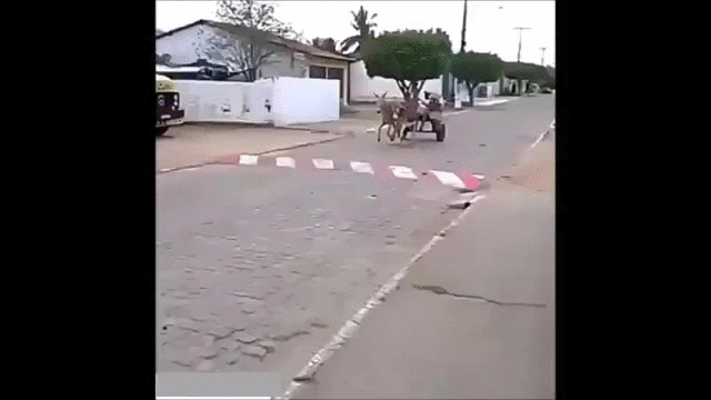 Two Donkeys Racing GIF