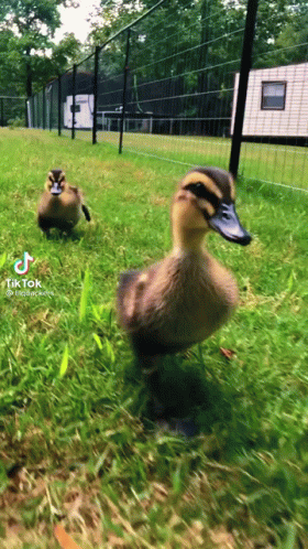 Two Ducklings Are Walking In The Grass Next To A Fence And A Tik Tok Video GIF