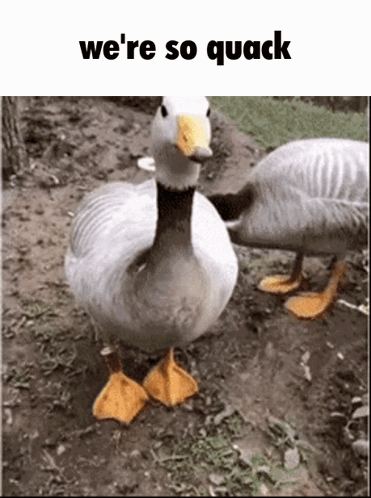 Two Ducks Are Standing In The Dirt With The Words We 'Re So Quack Above Them . GIF