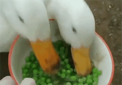Two Ducks Eating Peas From Red and White Bowl