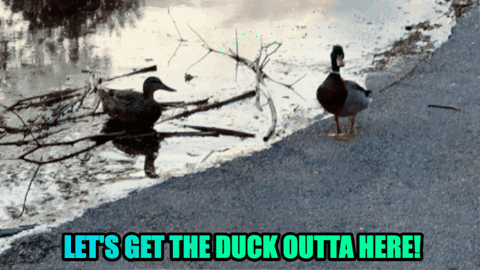 two ducks standing next to a body of water with the words let 's get the duck outta here below them