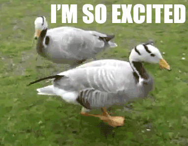 Two Ducks Walking In Grass Excited GIF