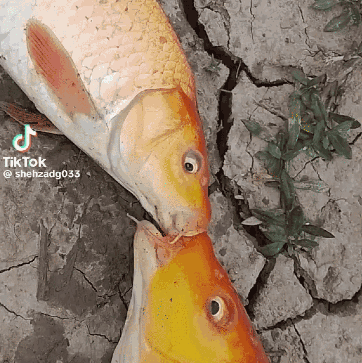 Two Fish Looking at Each Other TikTok Sticker