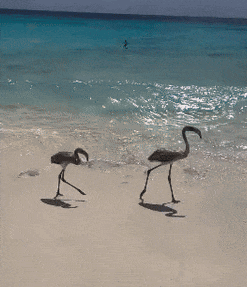 Two Flamingos Walking on Sandy Beach