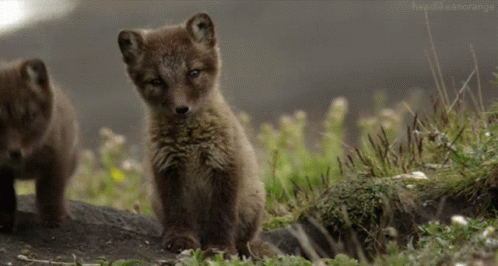 Two Fox Cubs Standing In A Field With The Words Headlikeanorange Below Them GIF