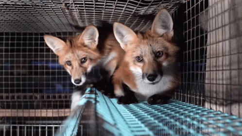 Two Foxes in Cage Looking Out