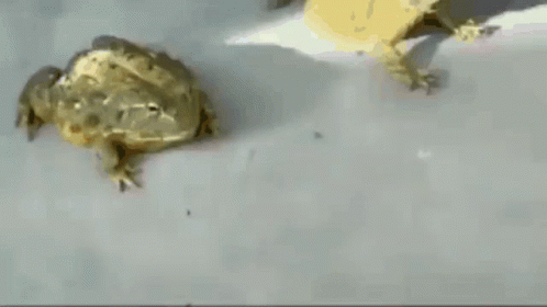 Two Frogs Are Sitting Next To Each Other On A Table GIF