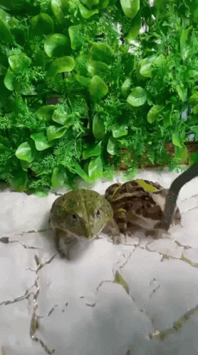 Two Frogs Are Standing On A White Surface In Front Of Greenery GIF