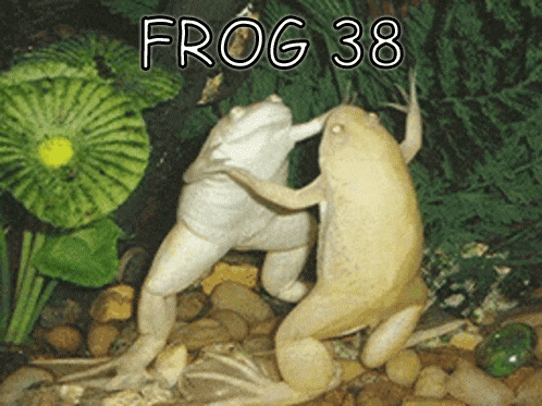 Two Frogs Next To Each Other GIF