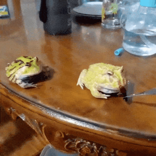 Two Frogs On Wooden Table With Forks In Mouths GIF
