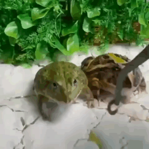 Two Frogs Standing Together GIF