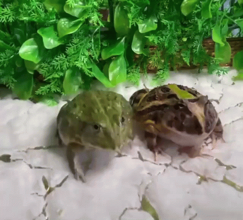 Two Frogs Standing Together GIF