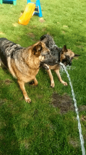 Two German Shepherds Drinking Water From A Hose In A Yard GIF