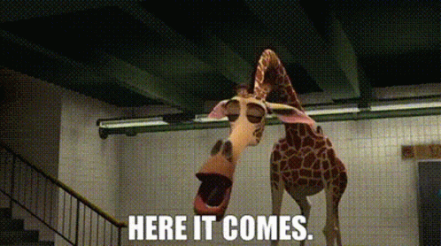 Two Giraffes Together Saying Here It Comes
