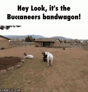 Two Goats Are Playing In A Dirt Field With A Caption That Says Hey Look It 'S The Buccaneers Bandwagon ! GIF