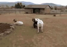 Two Goats Beside Brick Wall 1968 GIF