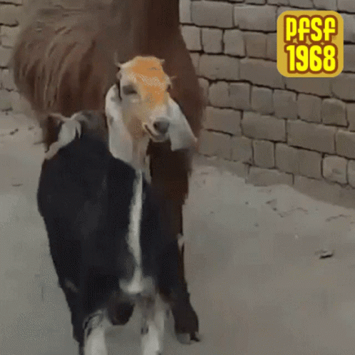 Two Goats In Front Of Brick Wall 1968 GIF