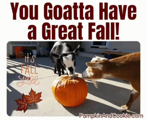 Two Goats Next to Pumpkin You Goatta Have a Great Fall