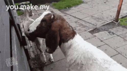Two Goats Saying You Make My