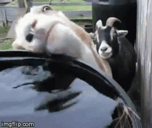 Two Goats Standing Next to Car with Imgflip.com