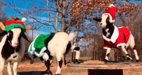 Two Goats Wearing Santa Hats And Sweaters Are Standing On A Table . GIF