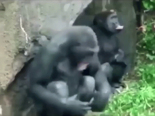 Two Gorillas Are Sitting Next To Each Other On A Rock In The Jungle . GIF