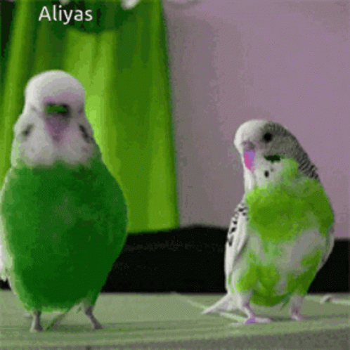 Two Green And White Parakeets Are Standing Next To Each Other With The Name Aliyas On The Bottom Right GIF