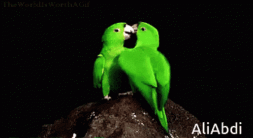 Two Green Birds Kissing On A Rock With The Word Aliabdi On The Bottom Right GIF