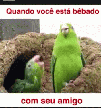 Two Green Birds Standing Together Quando Você Está Bêbado Com Seu Amigo