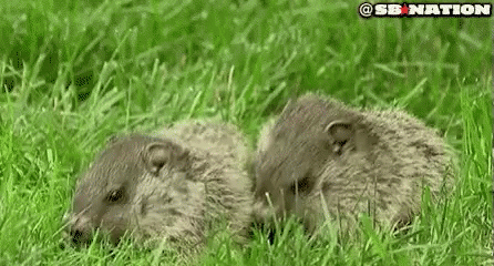 Two Ground Squirrels Sitting in Grass Looking at Camera