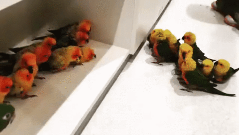 Two Groups Of Bird Gang GIF