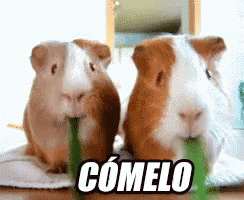 Two Guinea Pigs Are Eating A Green Leaf And The Word Comelo Is On The Bottom Right GIF
