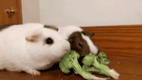 Two Guinea Pigs Are Eating Broccoli Together On A Table GIF
