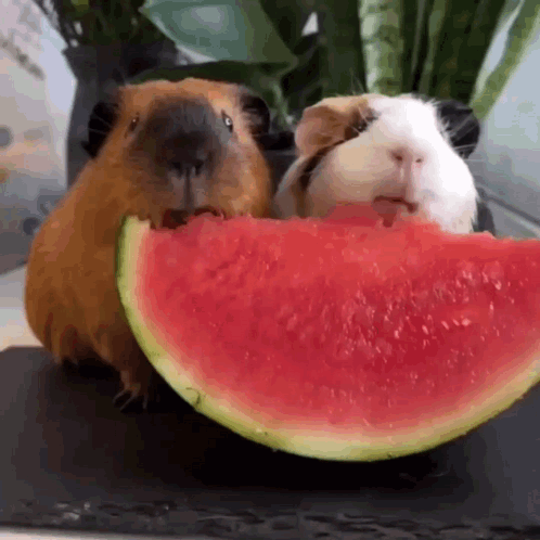 Two Guinea Pigs Eating Watermelon Slice