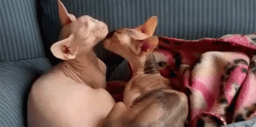 Two Hairless Cats Looking at Each Other