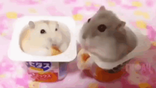 Two Hampter Eating Snack GIF