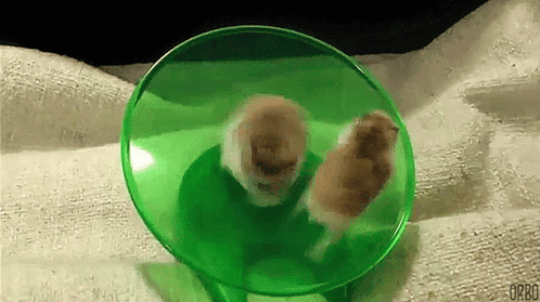 Two Hamsters Are Running On A Green Hamster Wheel .. GIF