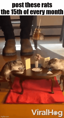 Two Hamsters Are Sitting At A Small Table With A Caption That Says Post These Rats The 15Th Of Every Month Viralhog GIF
