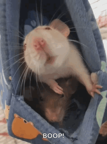 Two Hamsters Are Sitting In A Hammock And One Says Boop . GIF
