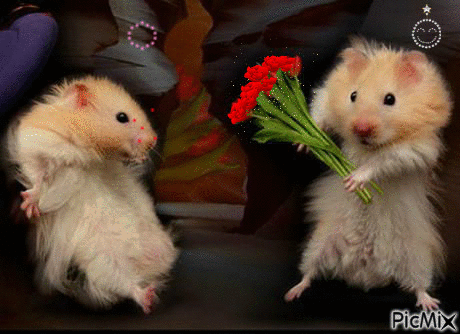 Two Hamsters One Holding Red Bouquet GIF