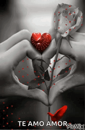 Two Hands Making Heart Shape With Rose