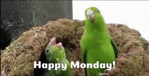 Two Happy Bird Animated Happy Monday GIF
