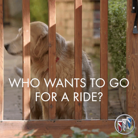Two Happy Dogs GIF